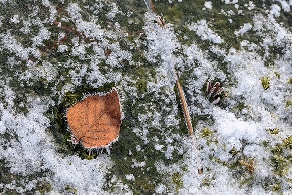 Wintermorgen im Wenger Moor