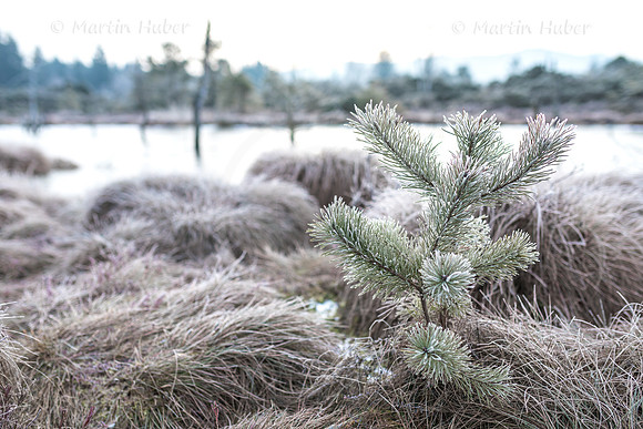 Wintermorgen im Wenger Moor