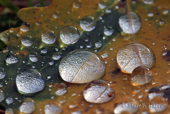 Wassertropfen auf Herbsblatt