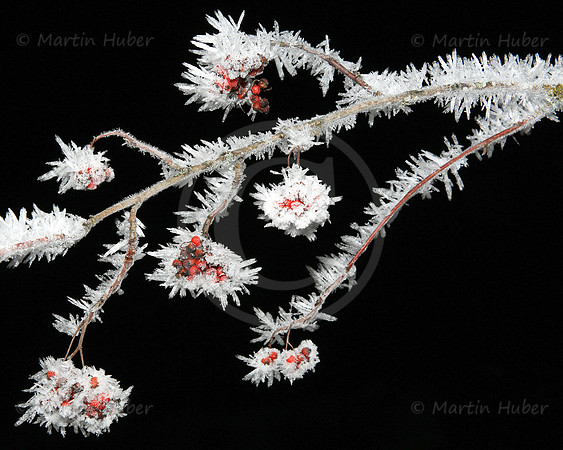 Vogelbeeren und Eiskristalle