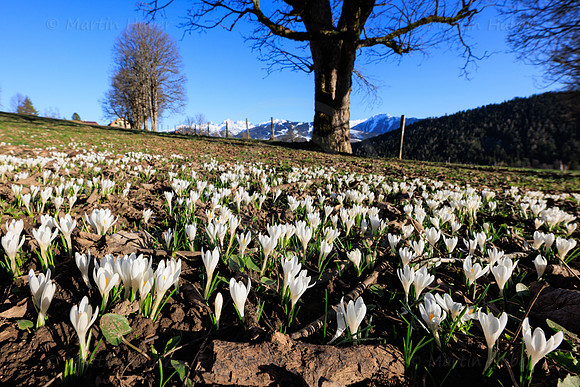 Bergfrühling, Krokuswiese in der Ramsau