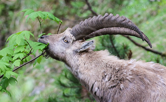 Steinbock im Dachstein-Gebirge
