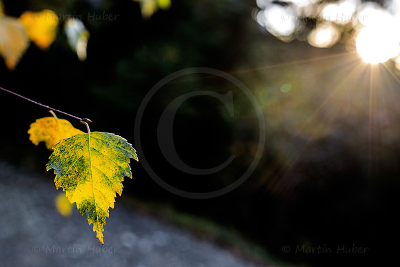 THEMENBILD, Wetter, goldener Spätherbst