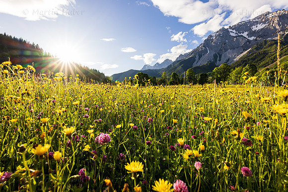 THEMENBILD, Frühling in den Bergen, Wiese und Dachstein