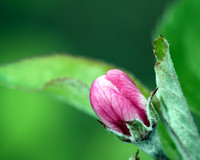Bluetenknospe auf einem Apfelbaum