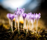 Fruehlingserwachen - Krokusse mit Wassertropfen