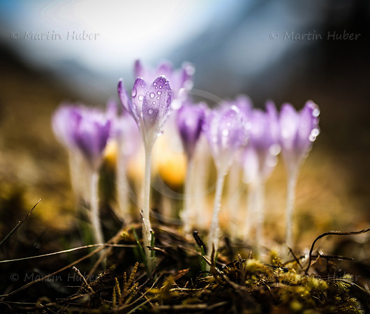 Fruehlingserwachen - Krokusse mit Wassertropfen