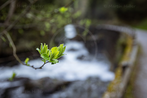 Frühlingserwachen in der Talbachklamm