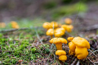 THEMENBILD, Schwammerlsuchen, Pilze sammeln, Eierschwammerl, Pfifferling