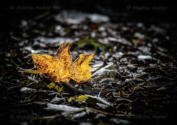 THEMENBILD, Herbst, Blatt