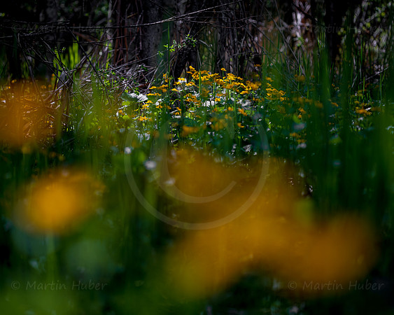 Sumpfdotterblumen, Caltha palustris