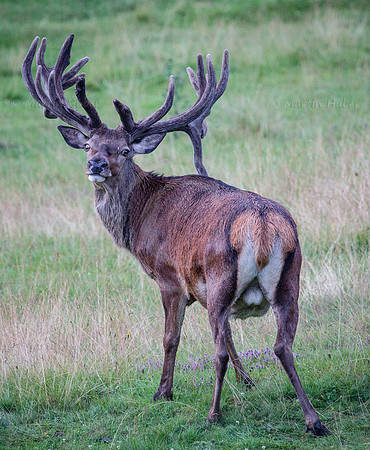 Kapitaler Hirsch