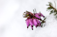 THEMENBILD, Wintereinbruch im Frühling in Österreich