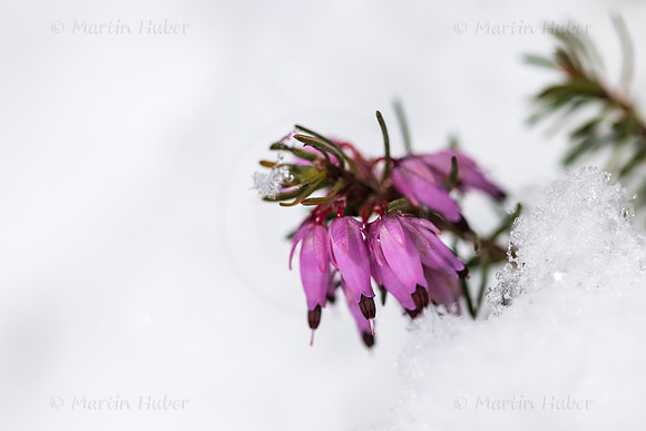 THEMENBILD, Wintereinbruch im Frühling in Österreich