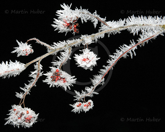 Vogelbeeren und Eiskristalle