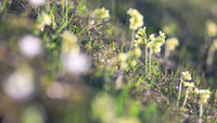 Frühling, Schlüsselblumen