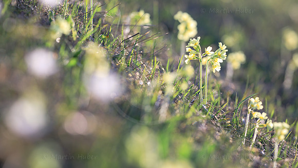 Frühling, Schlüsselblumen