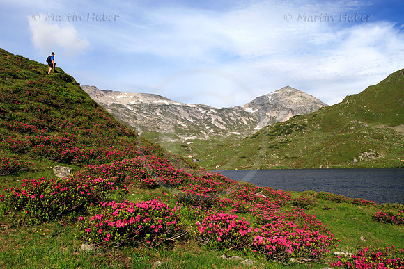 Almrausch-/Steinrosenblüte rund um die Giglachseen 2012