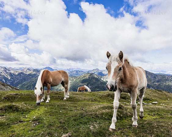 THEMENBILD, Pferde auf der Alm