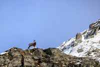 Gamswild, Rupicapra rupicapra, in den Schladminger Tauern