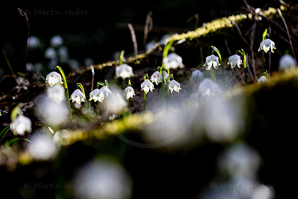 Frühlingsknotenblumen, Leucojum vernum