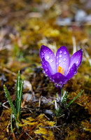 Fruehlingserwachen - blauer Krokus mit Wassertropfen