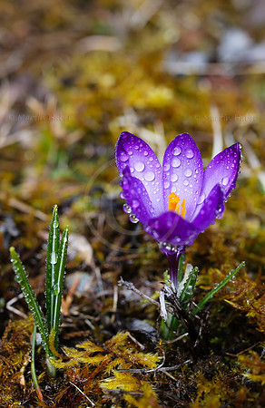 Fruehlingserwachen - blauer Krokus mit Wassertropfen