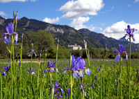 Sibirische Schwertlilie - Iris sibirica - blueht am Fusse des Grimmings