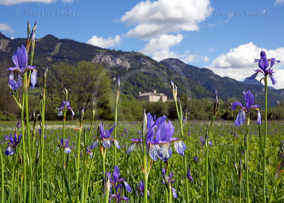 Sibirische Schwertlilie - Iris sibirica - blueht am Fusse des Grimmings