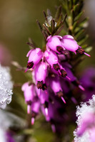 THEMENBILD, Wintereinbruch im Frühling in Österreich