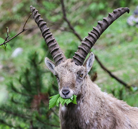 Steinbock im Dachstein-Gebirge