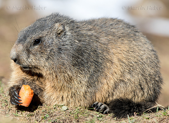 Murmeltier, Marmota