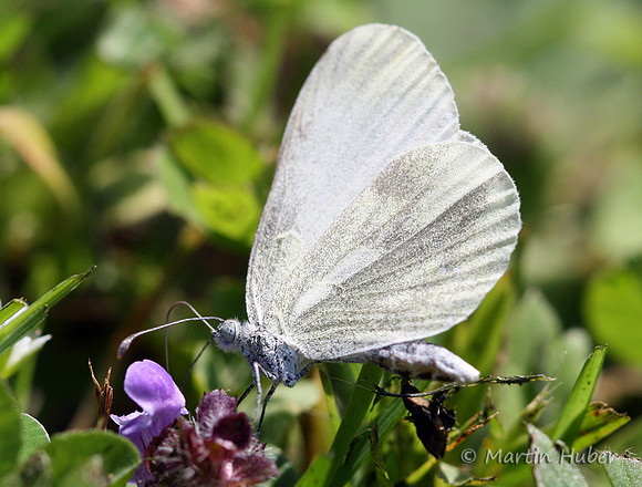 Unbekannter Schmetterling
