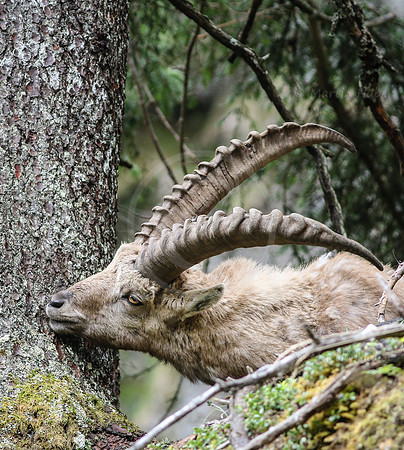 Steinbock im Dachstein-Gebirge
