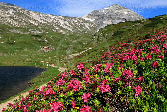 Almrausch-/Steinrosenblüte rund um die Giglachseen 2012