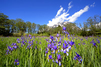 Sibirische Schwertlilie - Iris sibirica - blueht am Fusse des Grimmings