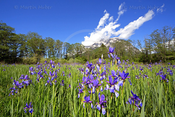 Sibirische Schwertlilie - Iris sibirica - blueht am Fusse des Grimmings