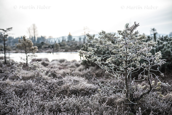 Wintermorgen im Wenger Moor