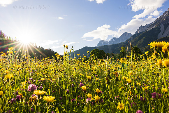 THEMENBILD, Frühling in den Bergen, Wiese und Dachstein