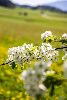 THEMENBILD, Frühling in den Bergen