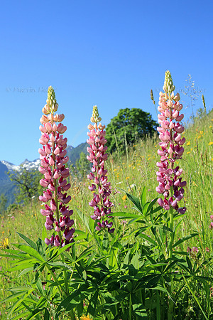Lupinen