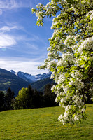 THEMENBILD, Frühling in den Bergen