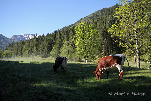 Almidylle in Forstau-Winkl