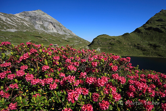 Steinrosen (Rostblättrige Alpenrosen) am Giglachsee