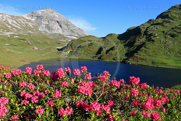 Almrausch-/Steinrosenblüte rund um die Giglachseen 2012